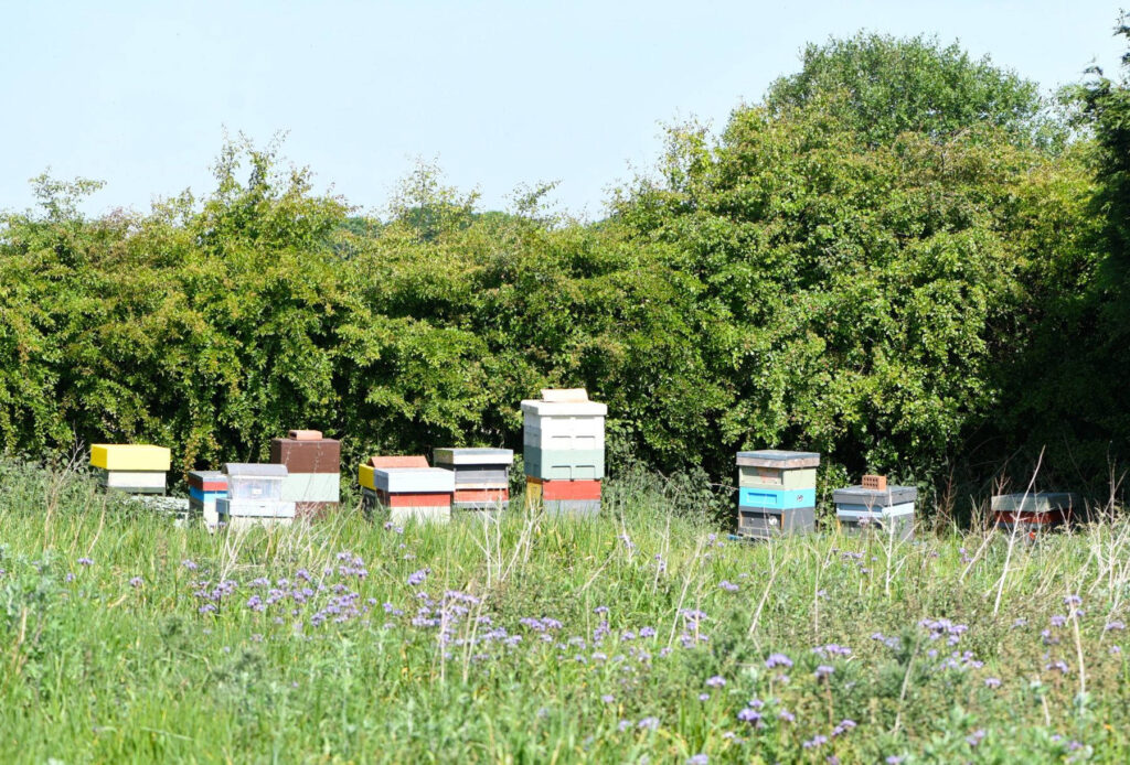 One of our apiaries in Staincross