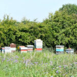 One of our apiaries in Staincross