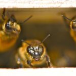 Our Staincross bees peering from the hive