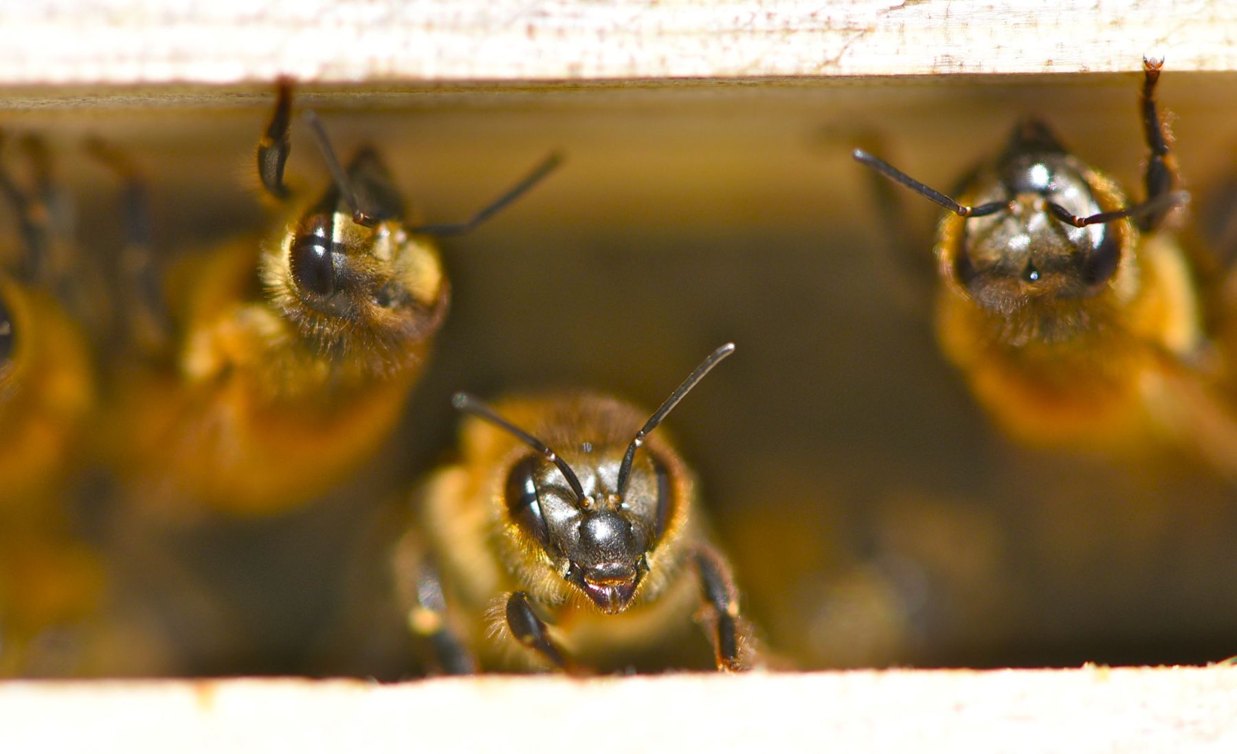 Honey Bee Species - Barnsley Beekeepers