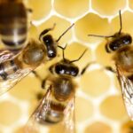 Our Staincross bees building their hexagonal comb