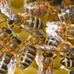 Busy Staincross bees on the comb