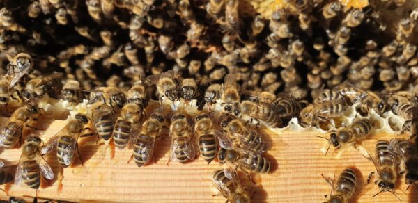 Staincross Apiaries Local Bees