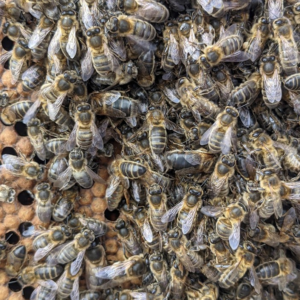 Full Colony of Bees (BS)