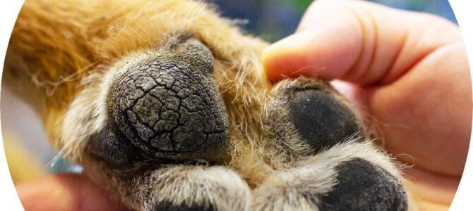 Pet Paw Balm