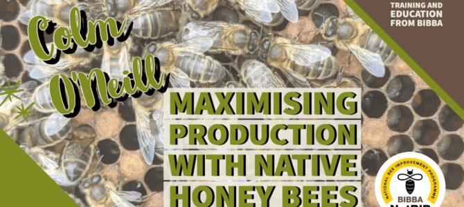 Maximising production with native honey bees – Colm ÓNéill