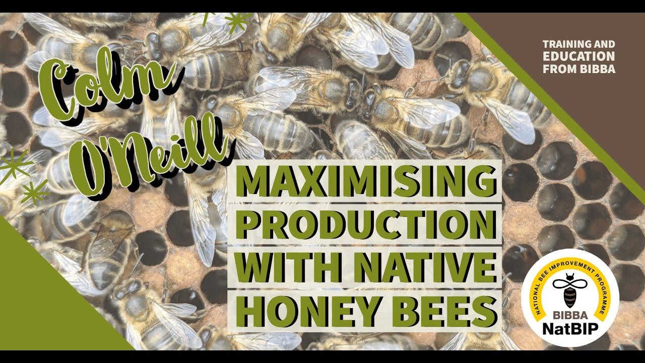 Maximising production with native honey bees – Colm ÓNéill