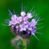 Pollinator Patch Seeds 50g - Image 3