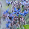 Pollinator Patch Seeds 50g - Image 2