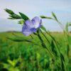 Pollinator Patch Seeds 50g - Image 5