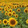 Pollinator Patch Seeds 50g - Image 4