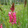 Pollinator Patch Seeds 50g - Image 6