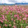 Sainfoin Seed – 50g Pack - Image 3
