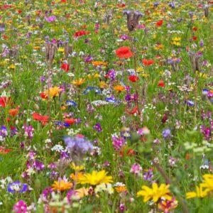 Annual wildflower seed mix 10g bee friendly pollinator blend