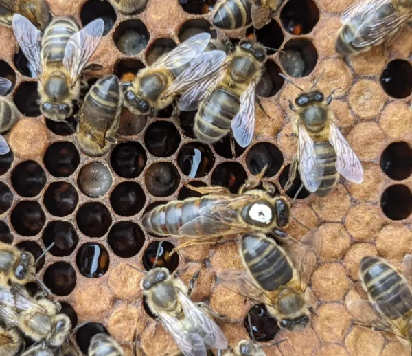 A home-bred Yorkshire queen bee on the comb