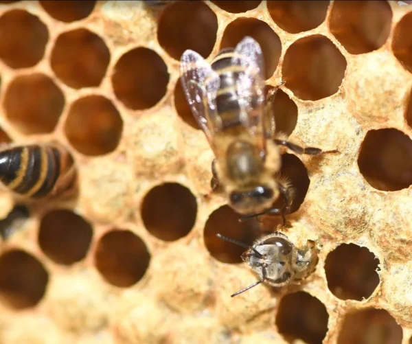 A new honey bee emerging from its cell during a beekeeping experience