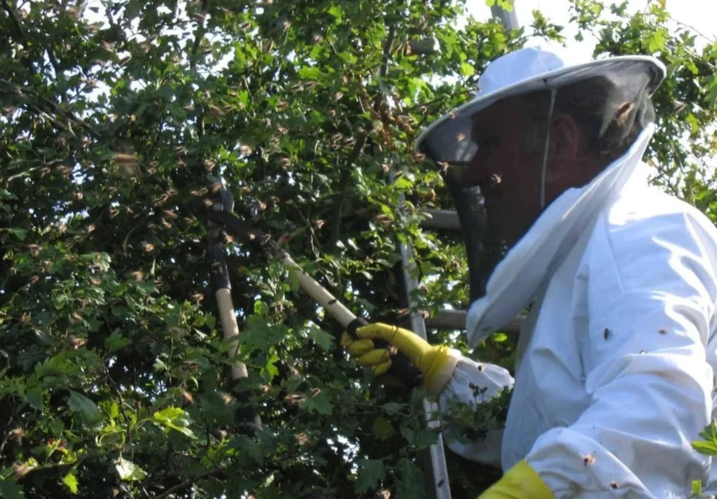 Richard's dad collecting a honey bee swarm from a tree in 2008