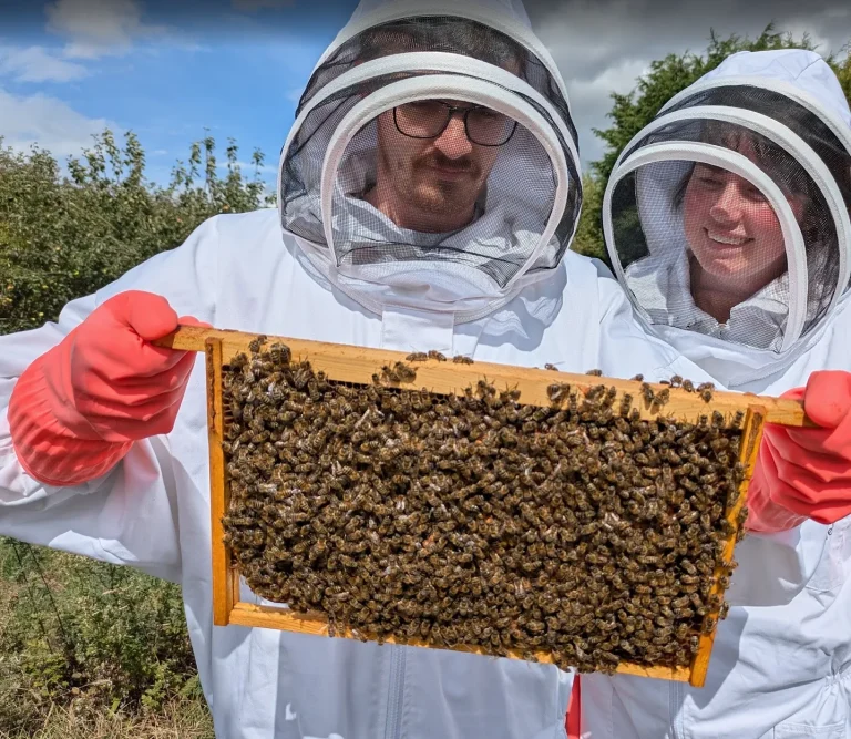 Two guests in bee suits looking at a frame of bees on a beekeeping experience in Barnsley