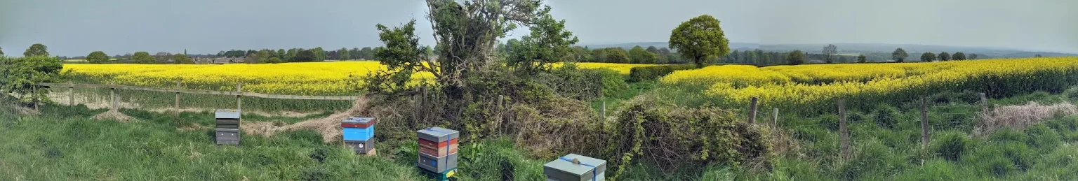 Row of beehives beside a field of yellow oilseed rape near Barnsley