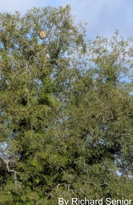 A yellow-legged Asian hornet nest high in the canopy of a tree