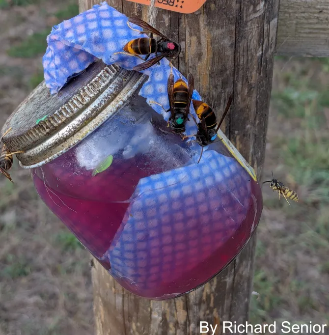 Yellow-legged Asian hornets feeding at a wick bait station